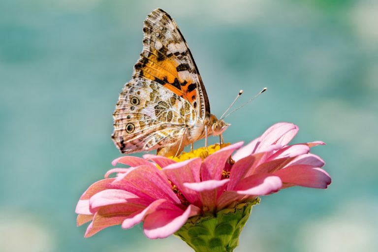 butterfly, insect, flower